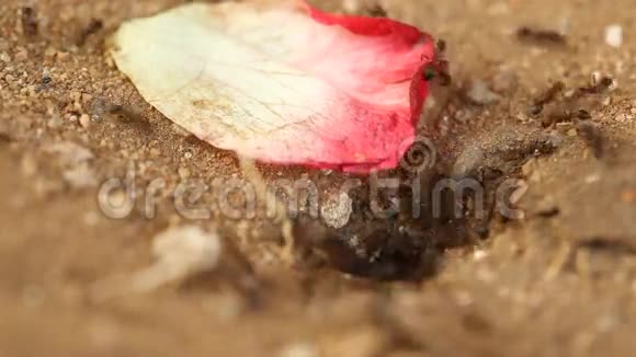 黑蚂蚁在干燥的沙漠中建造家园视频的预览图