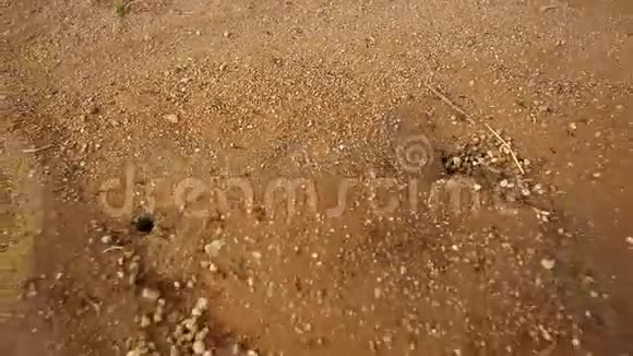 黑蚂蚁在干燥的沙漠中建造家园视频的预览图