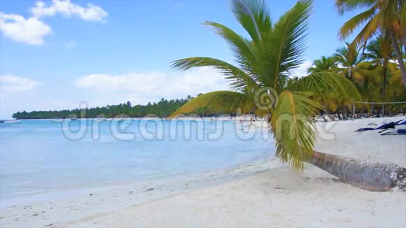 加勒比海棕榈树视频的预览图