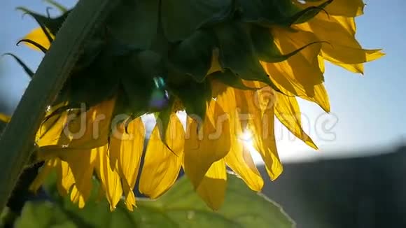 田野里的向日葵阳光在大自然的天空中蓝色的慢动作视频视频的预览图