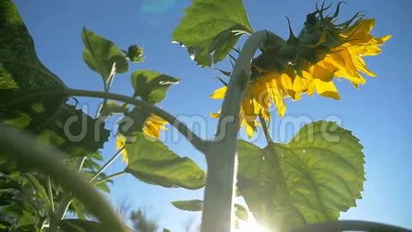 向日葵在田里种田阳光在天空中大自然蓝色慢动作视频视频的预览图