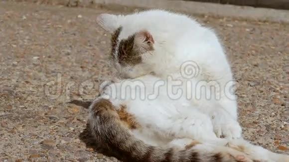 猫毛舔慢动作视频视频的预览图