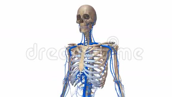 有静脉的人体骨骼视频的预览图