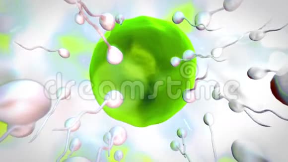 卵细胞的受精作用视频的预览图