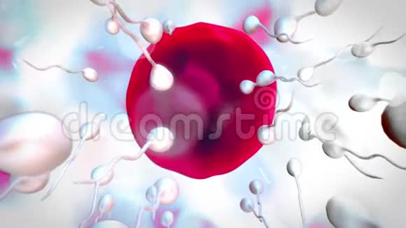 卵细胞的受精作用视频的预览图