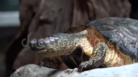 海龟乌龟爬行动物动物野生动物视频的预览图