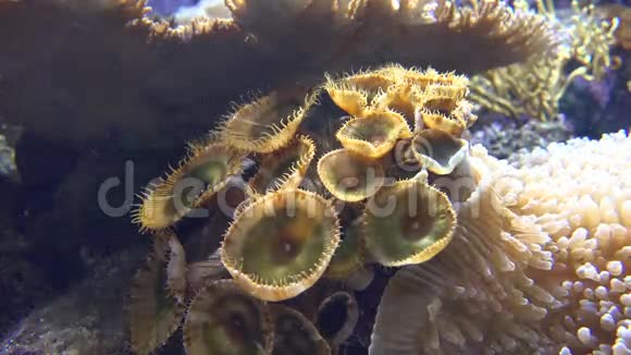 水族馆鱼缸海洋动物视频的预览图