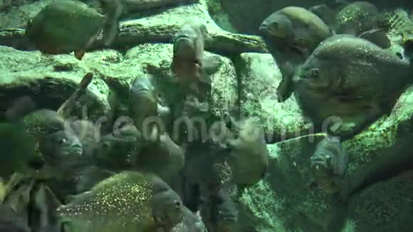 鱼类海洋生物水族馆动物自然视频的预览图