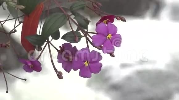 花开花植物自然视频的预览图