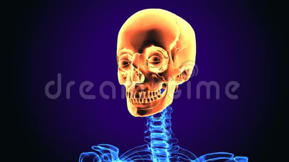 人体骷髅解剖三维图视频的预览图