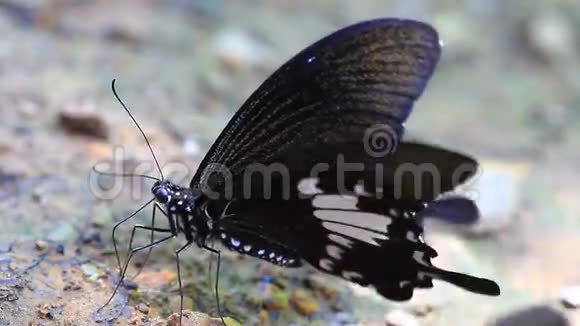 美丽的蝴蝶在地上视频的预览图