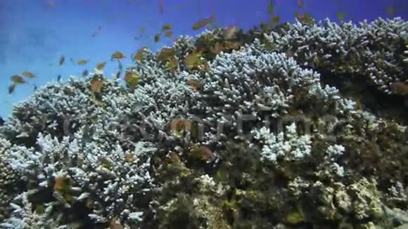 热带Anthias鱼网火珊瑚视频的预览图