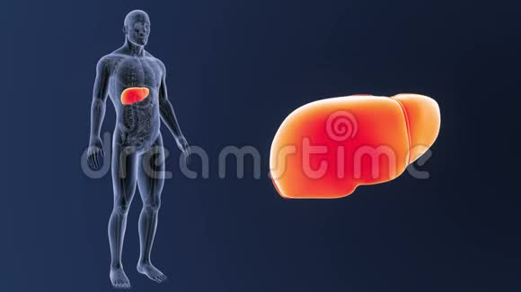 人体肝脏解剖放大视频的预览图