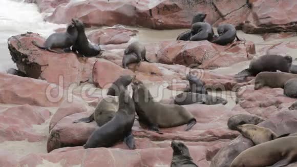 纳米比亚巨大的棕毛海豹群海狮视频的预览图