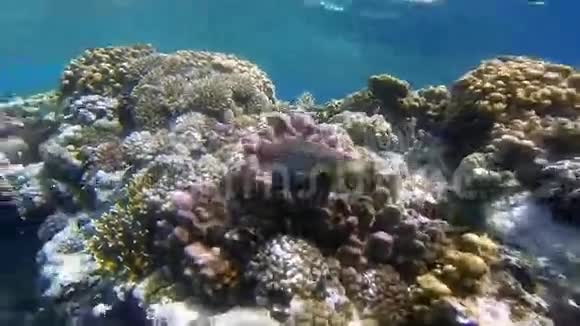 红海里五颜六色的珊瑚礁视频的预览图
