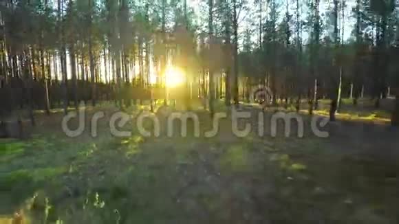 空中镜头阳光明媚的夏日森林视频的预览图