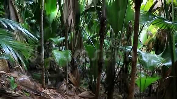 普拉斯林的瓦莱埃德迈棕榈林视频的预览图