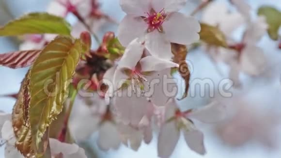 盛开的东方樱花枝视频的预览图