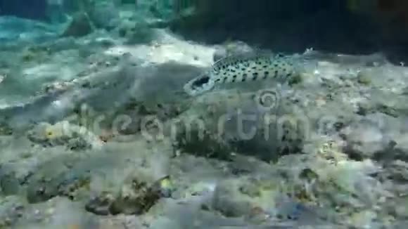 五颜六色的水下珊瑚礁与珊瑚和海绵视频的预览图