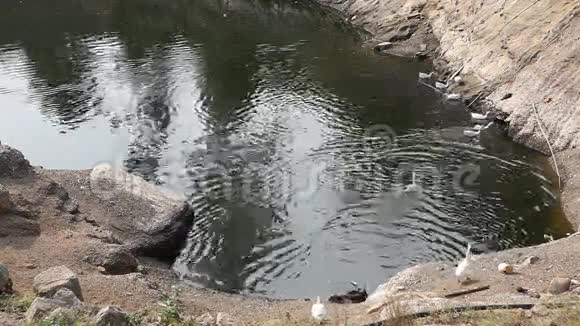 在农村地区的水中视频的预览图