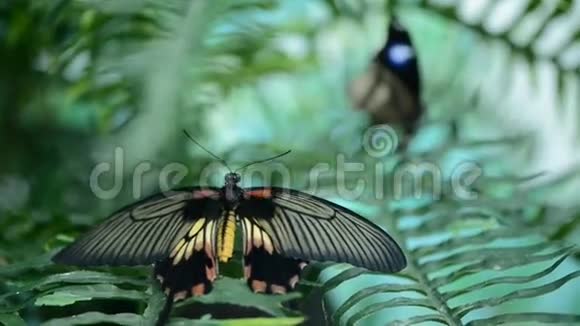 叶子上美丽的昆虫蝴蝶视频的预览图