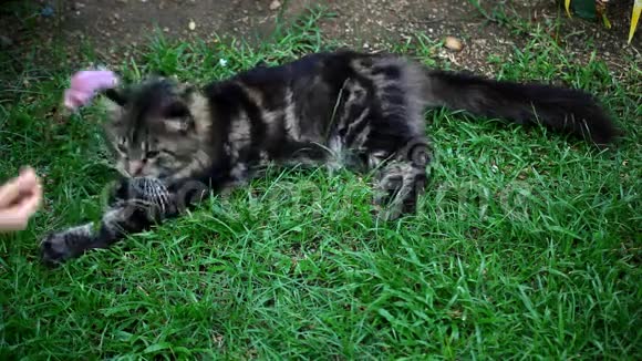 草地上嬉戏的缅因猫视频的预览图