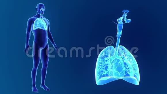 人的肺随身体的放大视频的预览图