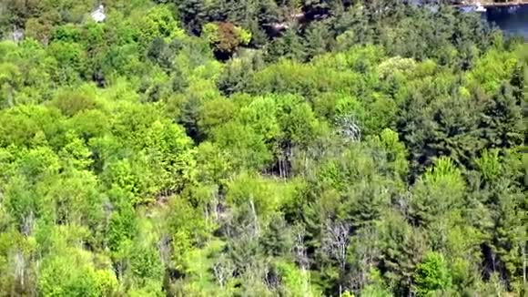 森林森林树木叶面自然自然视频的预览图