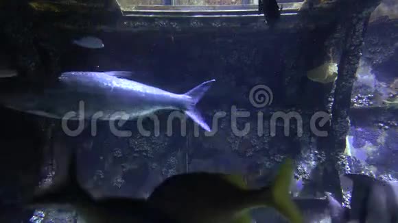 鱼类海洋生物水族馆动物自然视频的预览图