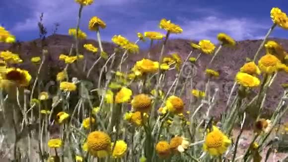 加州沙漠花约书亚树公园视频的预览图