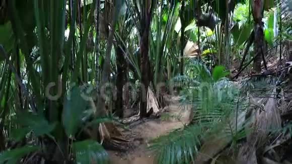 普拉斯林的瓦莱埃德迈棕榈林视频的预览图