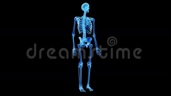 人体骨骼视频的预览图
