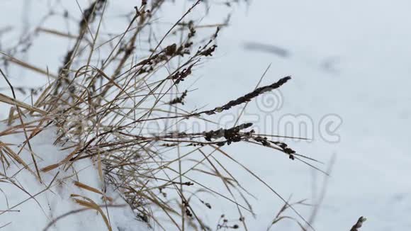 旱草风雪冬自然野外景观视频的预览图