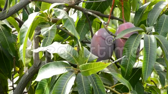收集一棵树的芒果热带果实视频的预览图