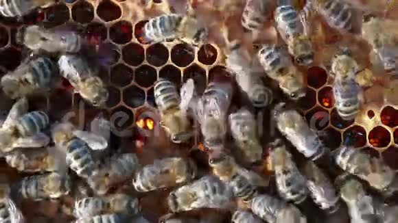 蜜蜂成群地聚集在蜂巢上视频的预览图