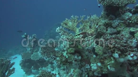 红海热带鱼类的珊瑚礁景象视频的预览图