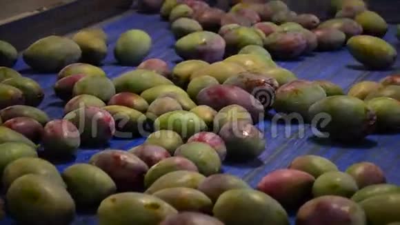 芒果水果在包装线上视频的预览图