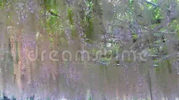 美丽的春花系列花园里的紫藤视频的预览图