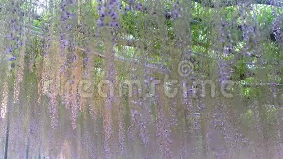 美丽的春花系列花园里的紫藤视频的预览图
