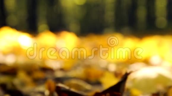 公园里的黄秋叶林中黄秋枫叶视频的预览图