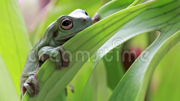 澳洲绿树蛙视频的预览图