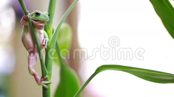 澳洲绿树蛙视频的预览图