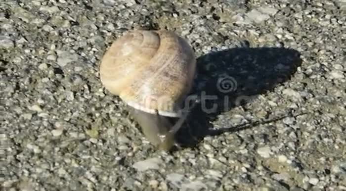 蜗牛爬过沥青视频的预览图