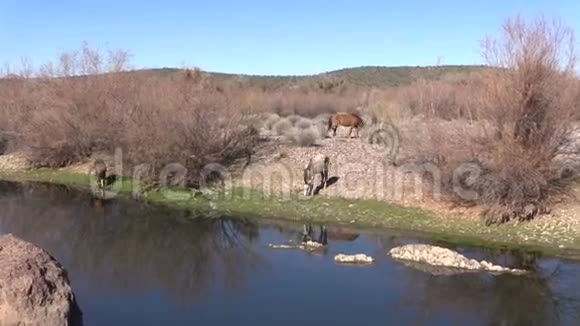 亚利桑那州盐河野马视频的预览图