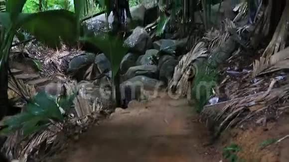 普拉斯林德迈棕榈林视频的预览图