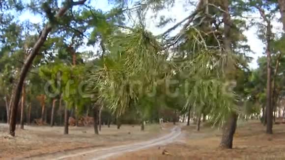蓝天山水自然树枝松林树顶视频的预览图