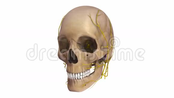 有韧带和神经的人头骨视频的预览图