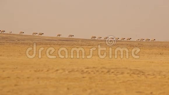 印度拉贾斯坦沙漠山羊视频的预览图