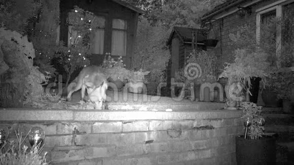 城市狐狸在房子花园晚上视频的预览图