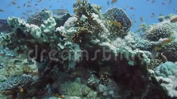 热带Anthias鱼网火珊瑚视频的预览图